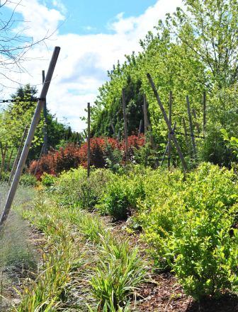 Image of Sprague Avenue Phase 1 Landscape