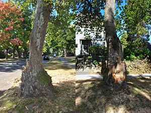 Image of tree hazard Image of tree hazard