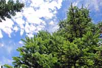 Subalpine Fir Subalpine Fir