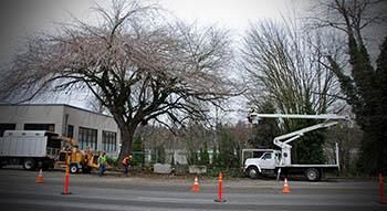 Image of workers properly pruning a tree