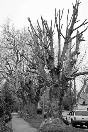 Image of mature tree Image of mature tree