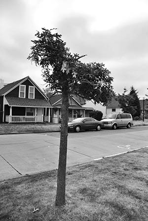 Image of topped tree Image of topped tree