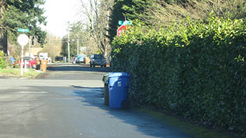 Image of tree obstruction Image of tree obstruction