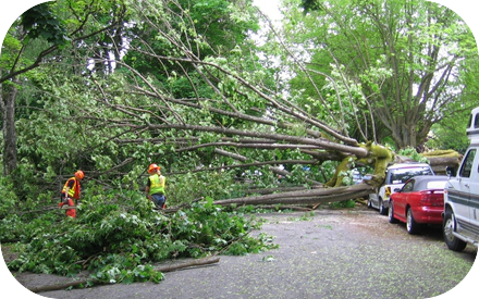 Tree Removal 