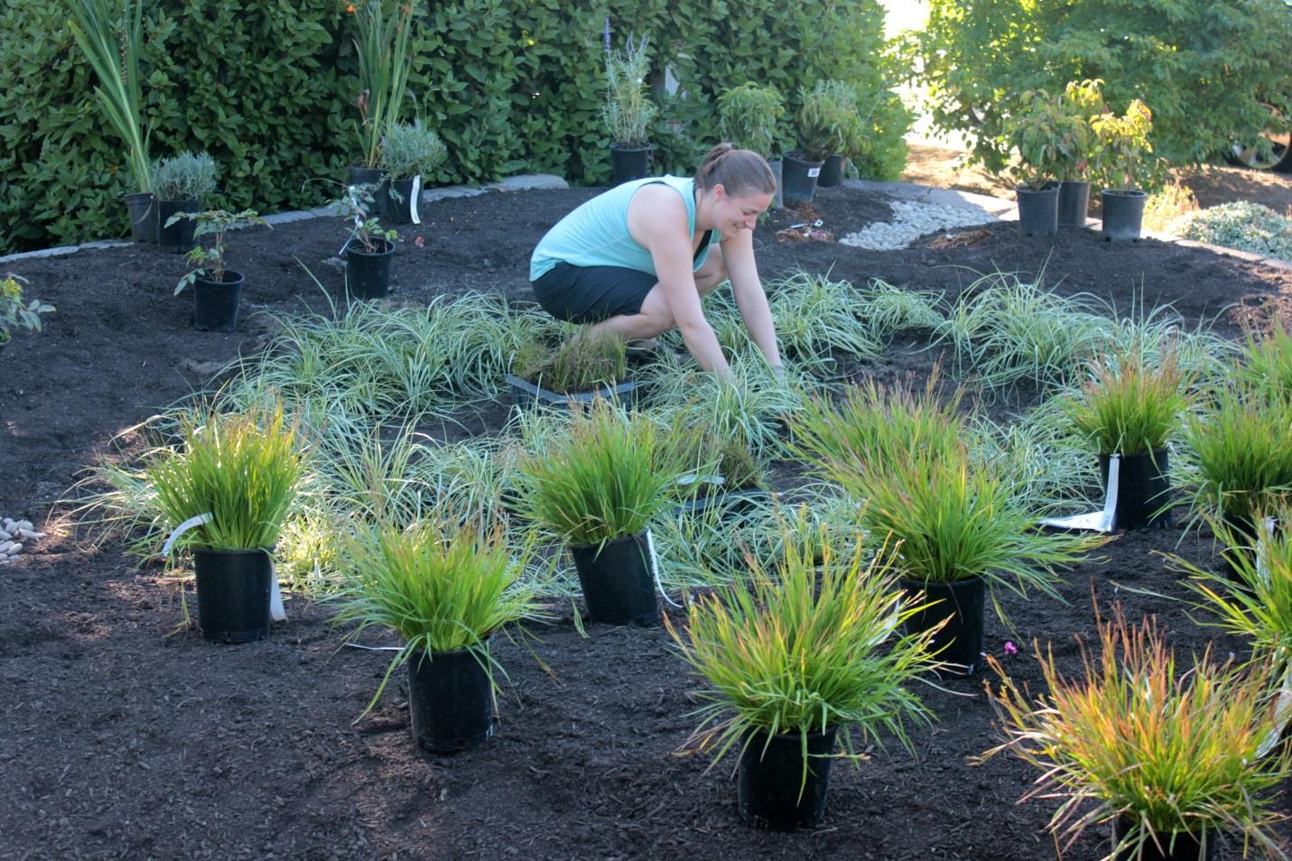 Garden Maintenance Picture