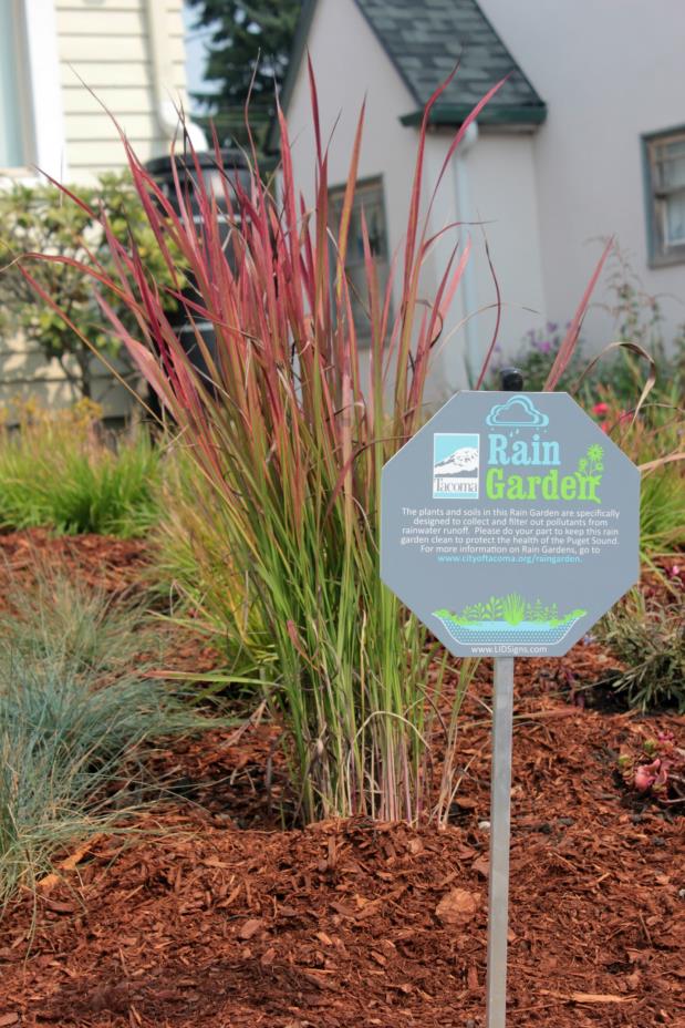 Rain Garden