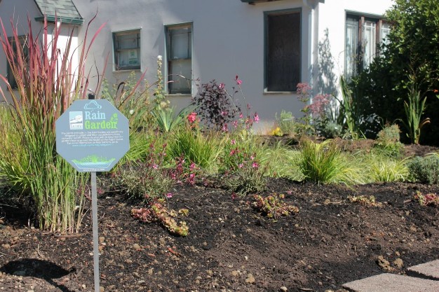 53rd St Rain Garden 2