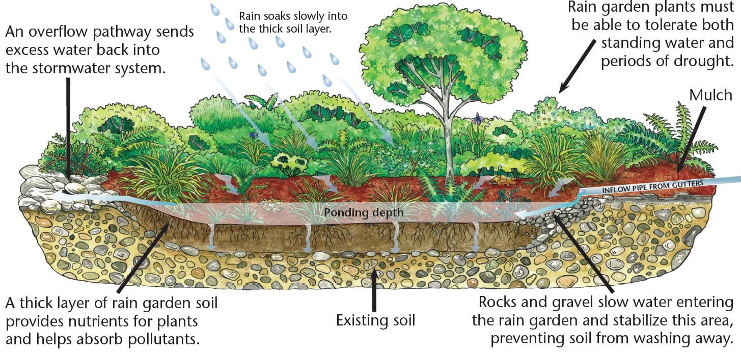 Rain Gardens