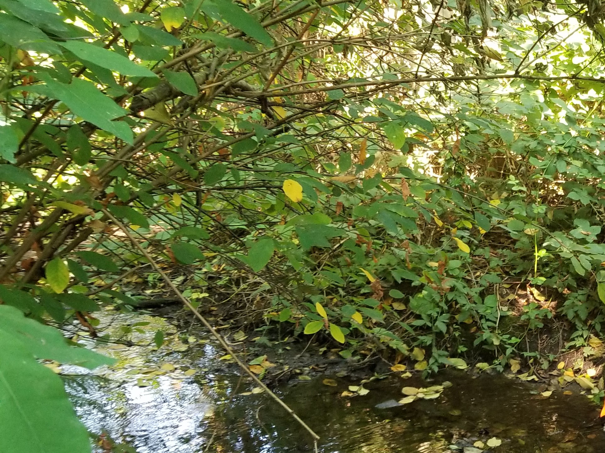 Joe's Creek