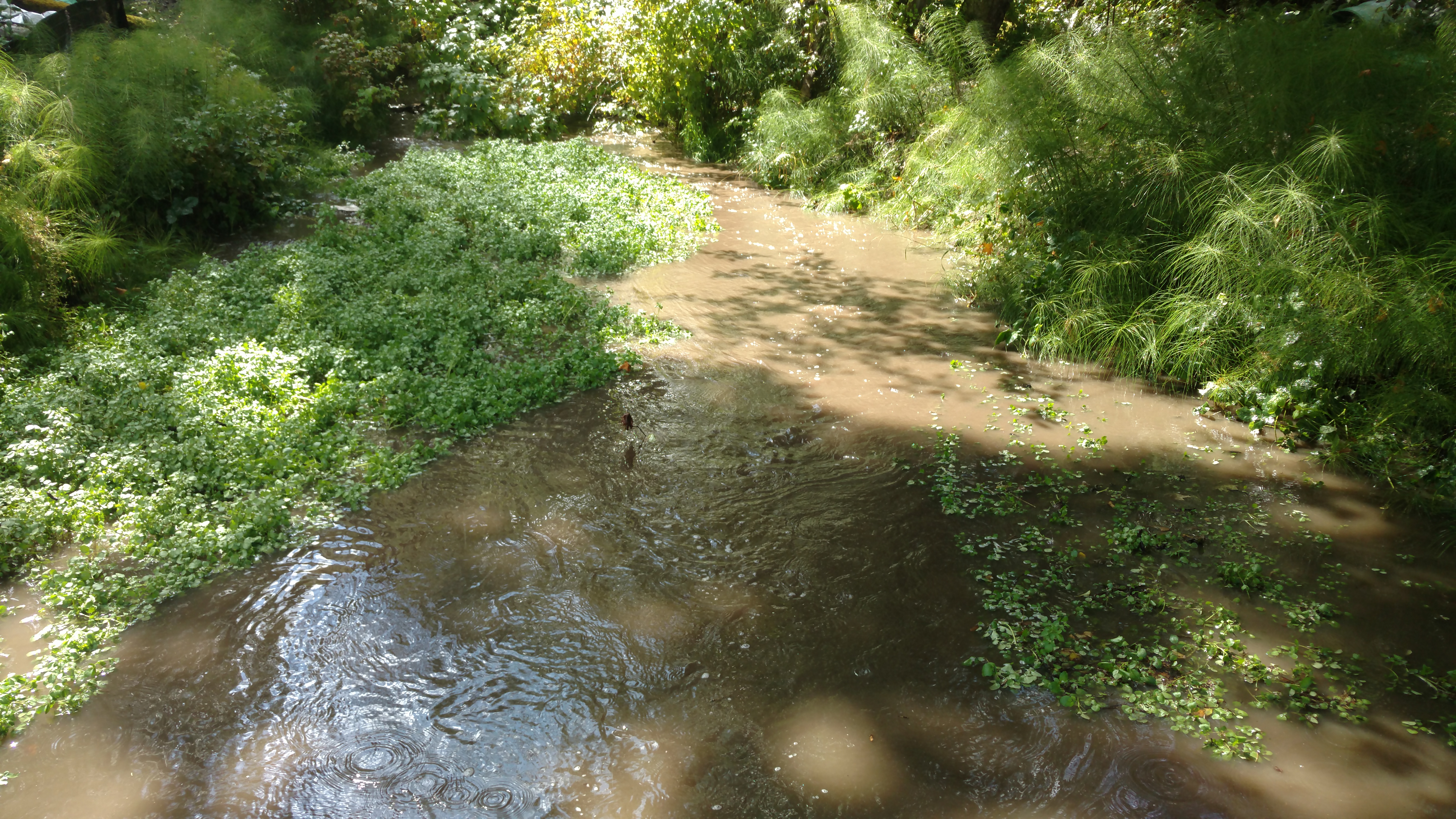 Mason Creek North Tacoma