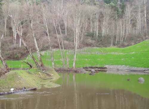 Hylebos Creek Mitigation Site