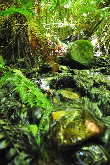 Mason Gulch Stream