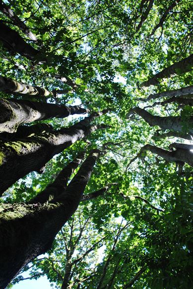 Mason Gulch Trees