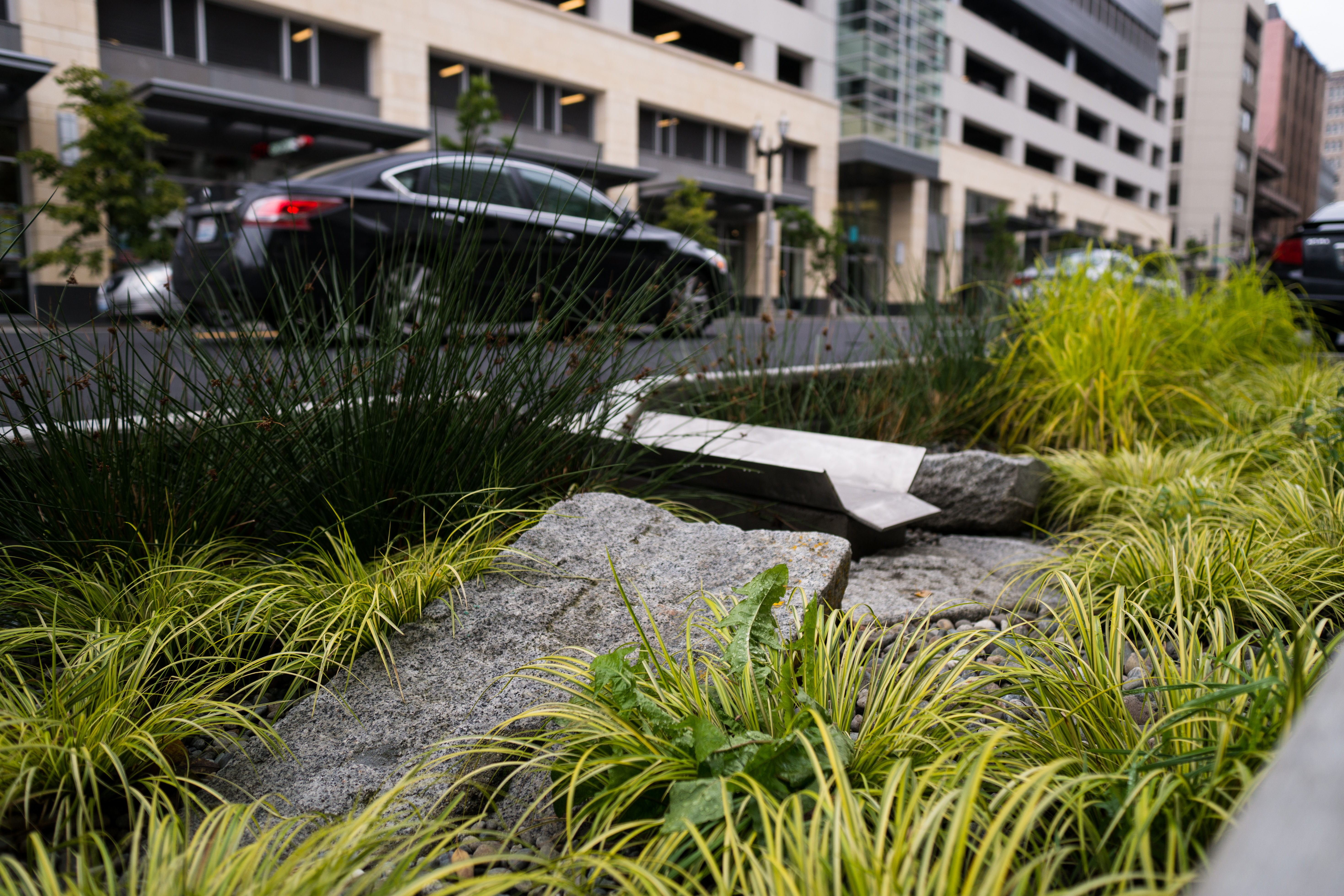 Streetside Rain Garden