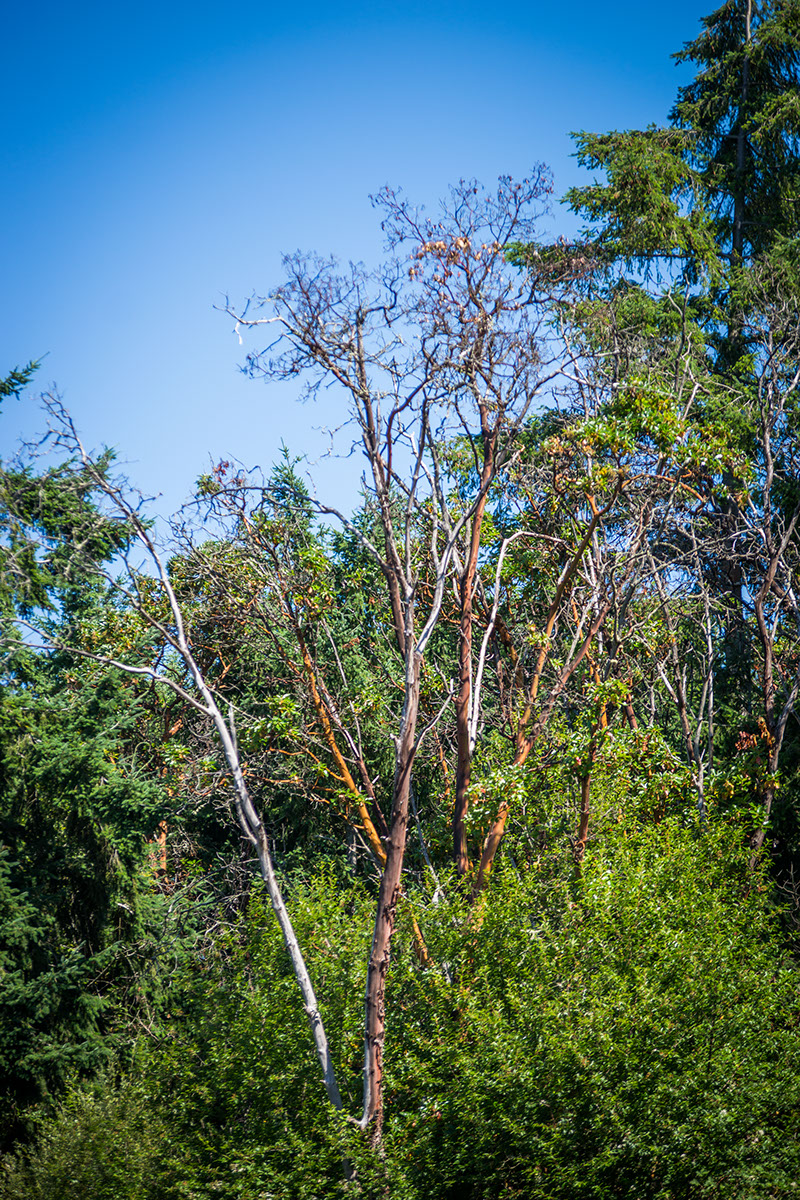 Image of Trees at Salmon Beach Slope Image of Trees at Salmon Beach Slope
