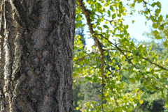 ginkgo tree ginkgo tree