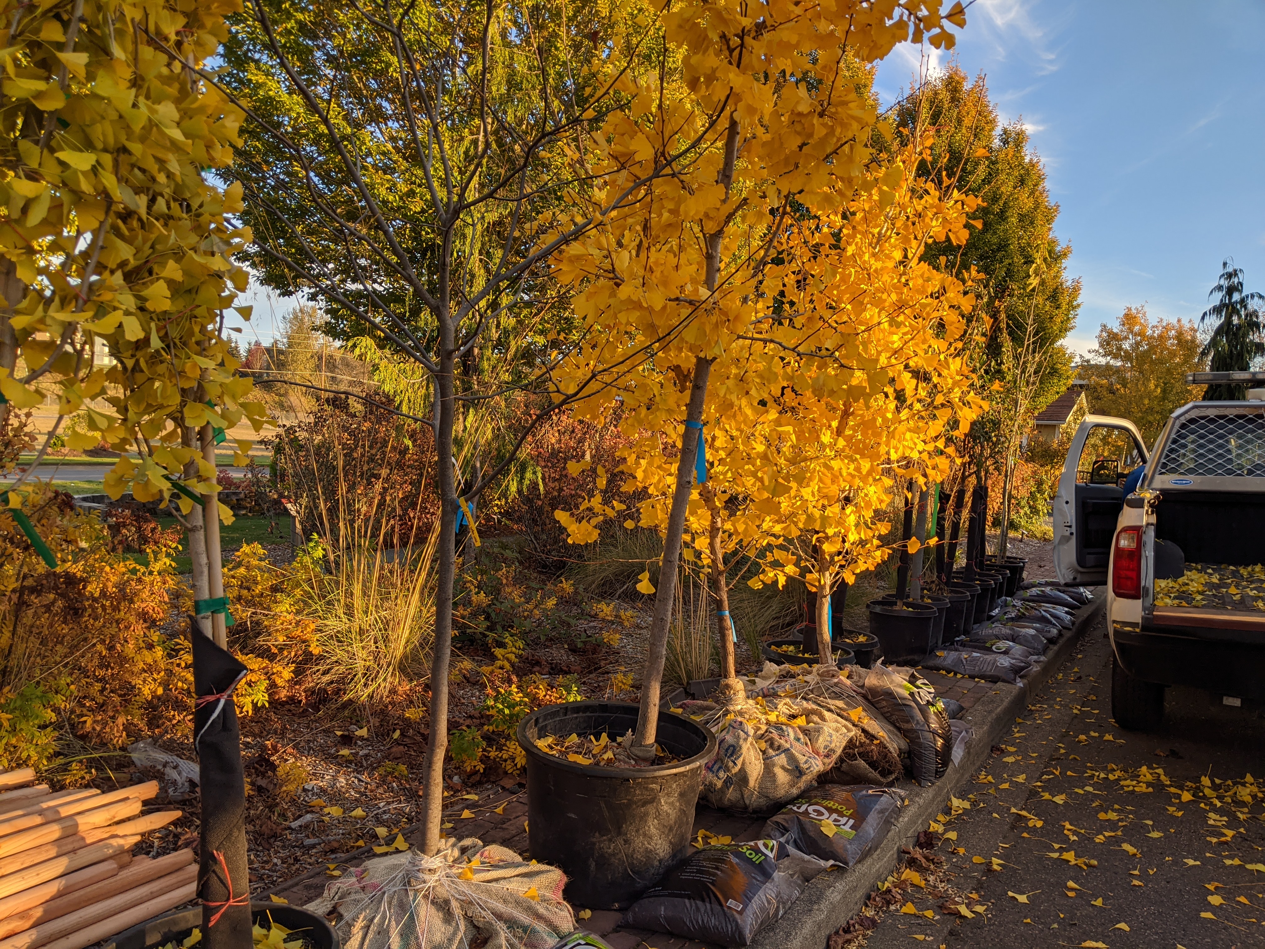 Hazardous Tree Assistance - City of Tacoma