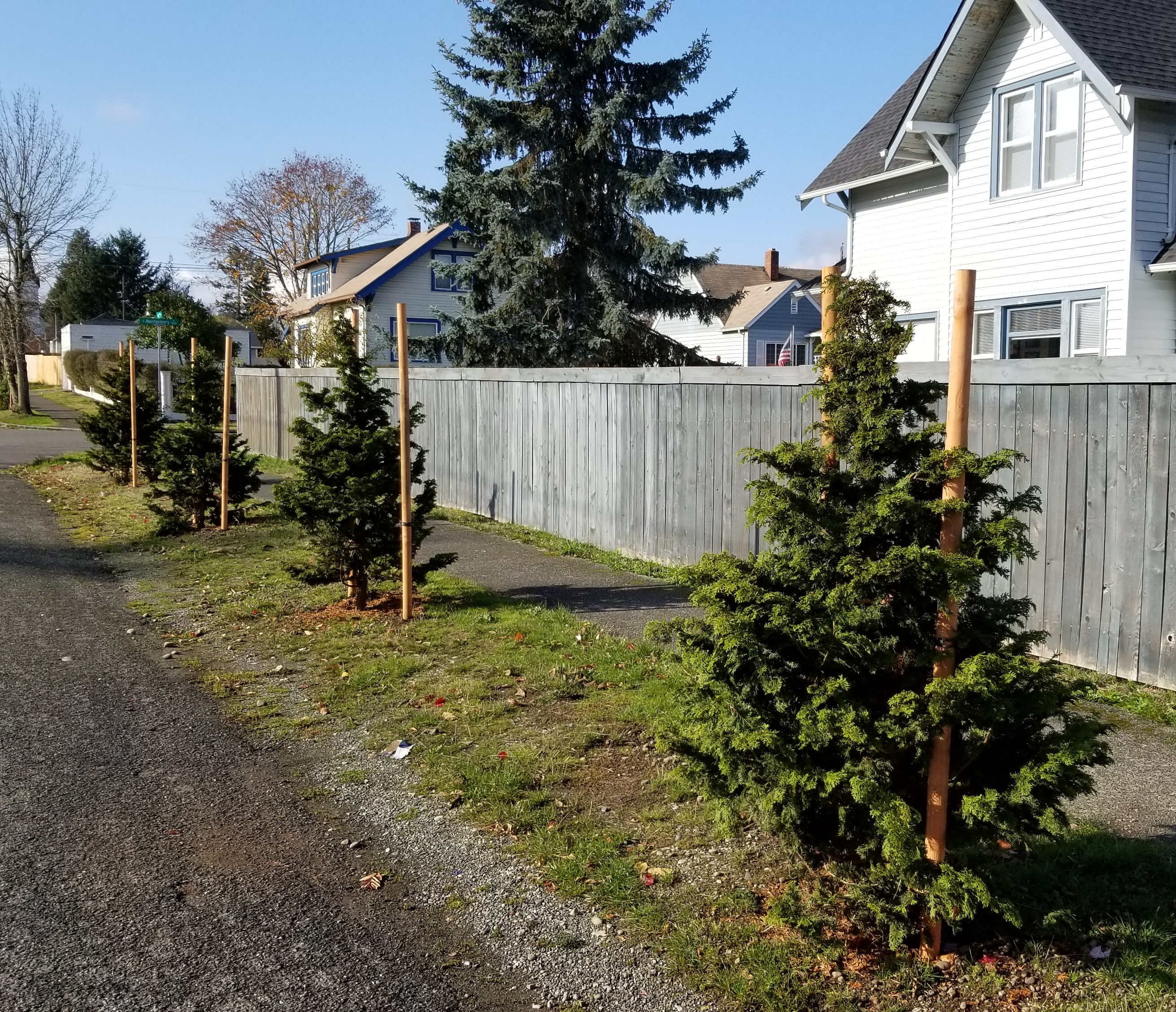 Trees Planted in the Right-of-Way