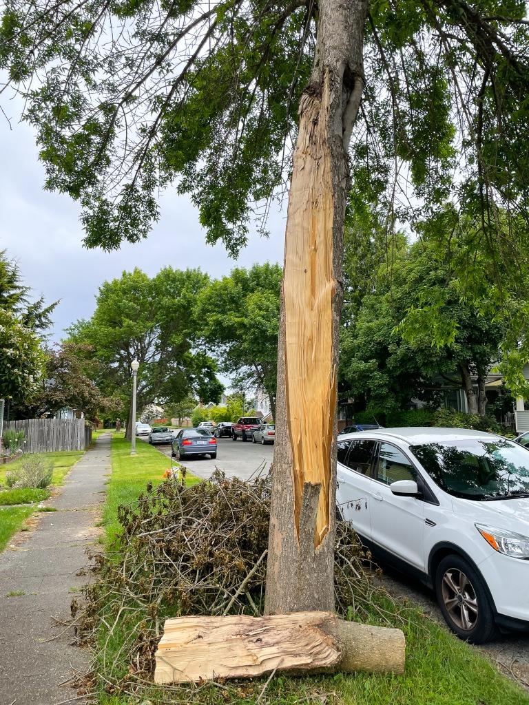 Hazardous Tree Example 1 Hazardous Tree Example 1