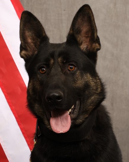 K9 Colt