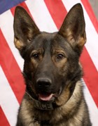 K9 Odin