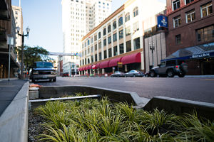 Rain Garden